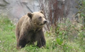U toku anketiranje stanovništva RS-a: Šta mislite o medvjedu?