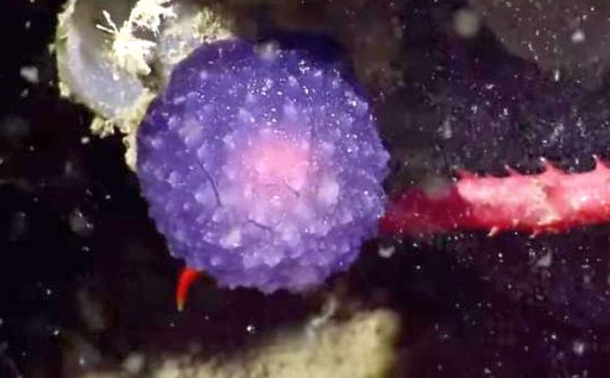 Naučnici našli nešto misteriozno, ljubičasto i okruglo na dnu okeana
