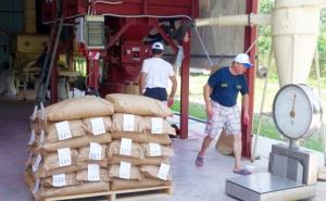 Agrokontrola: Počela prva u BiH s proizvodnjom sjemenske pšenice