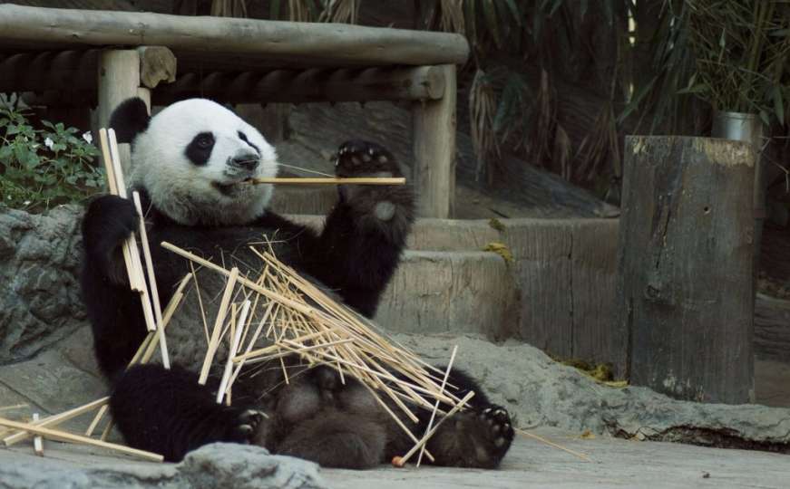 Ova panda zna kako se osvježiti!