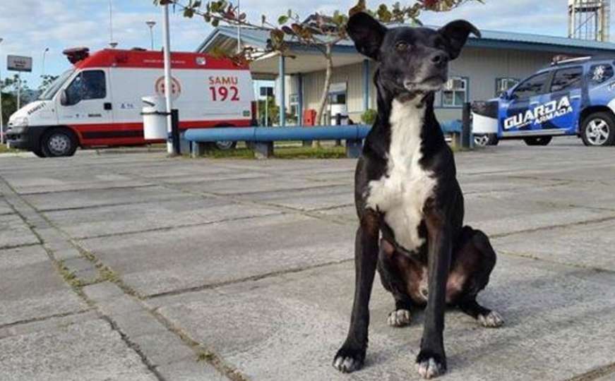 Tuga: Pas već osam mjeseci ispred bolnice čeka gazdu koji je preminuo