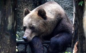 Dva vozila pregazila medvjeda