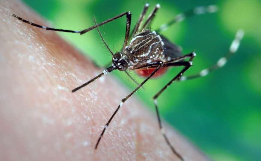 Riješite se svraba od ugriza komarca u jednoj minuti!