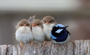 Kako ptice brinu o svojim mladunčadima
