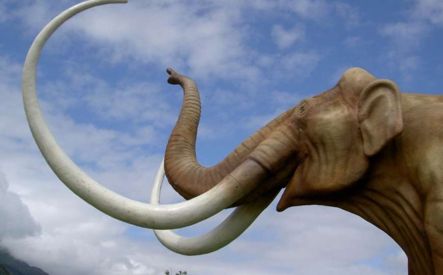 Posljednji mamuti uginuli od žeđi