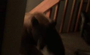 Neobičan provalnik: Medvjed ušao u kuću u kojoj su se nalazili ljudi