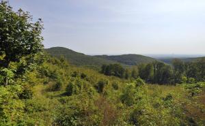 Šumar pronašao beživotno tijelo starice 