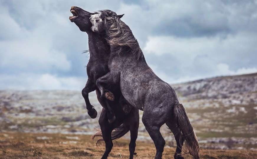 Njemačka fotografkinja zaljubljena u bosanske divlje konje