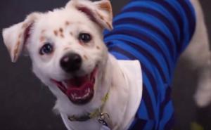 Upoznajte Waltera, gluhog psa koji zna znakovni jezik