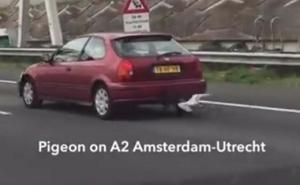 Golub prestizao automobile na autoputu