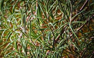 Ruzmarin i majčina dušica djeluju kao prirodni analgetici