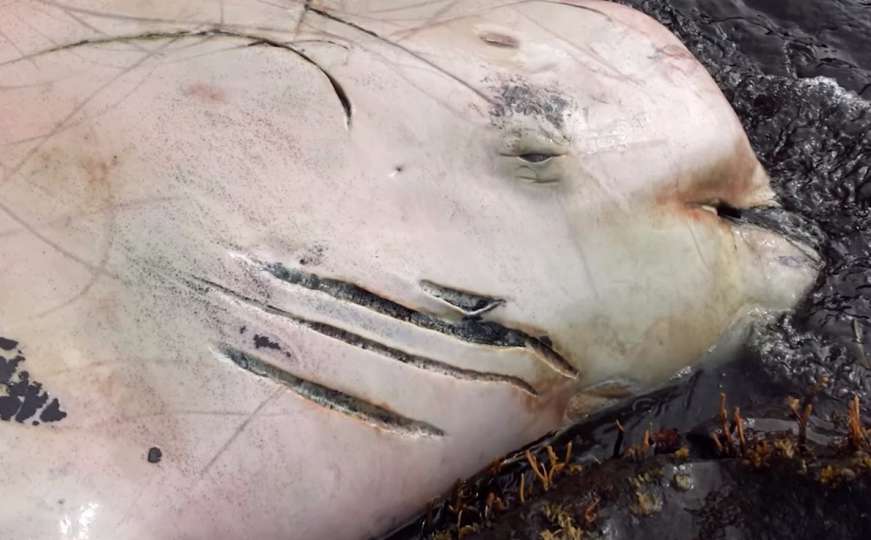 Video: Misteriozni kit šokirao naučnike