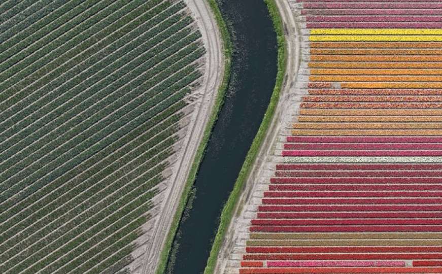 Prekrasna nizozemska polja tulipana 