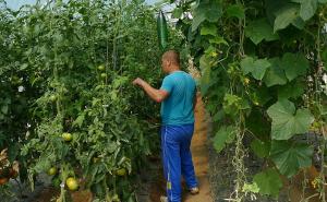 Zatvorenici u Busovači proizvode zdravu hranu za zatvorsku kuhinju