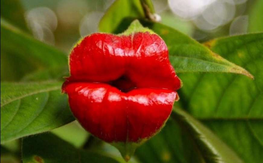 Poljubac Prirode: Biljka ljudskih usana očarava svijet