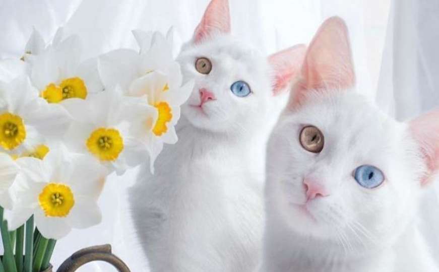 Upoznajte najslađe mace bliznakinje