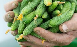 Zbog otežanog izvoza krastavaca iz BiH proizvođači traže pomoć