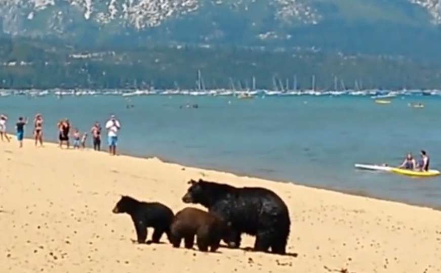 Mama medvjedica i njeni medvjedići prošetali do plaže s kupačima