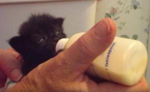 Mačić koji mrda ušima od sreće dok pije mlijeko uljepšat će vam dan