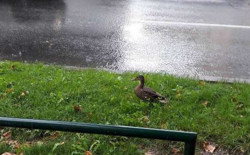 Kiša, hladnoća i jedna izgubljena patkica