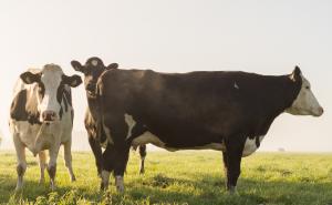 Životinje bez uredne dokumentacije bit će oduzete