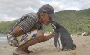 Ovaj pingvin svake godine prepliva 8.000 km kako bi posjetio svog spasioca