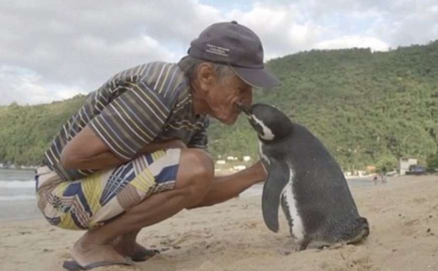 Ovaj pingvin svake godine prepliva 8.000 km kako bi posjetio svog spasioca