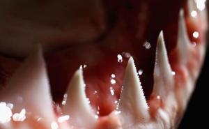 Morska neman stara 500 godina možda još vreba