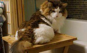 Samson je najveća mačka na svijetu i teži 13 kilograma