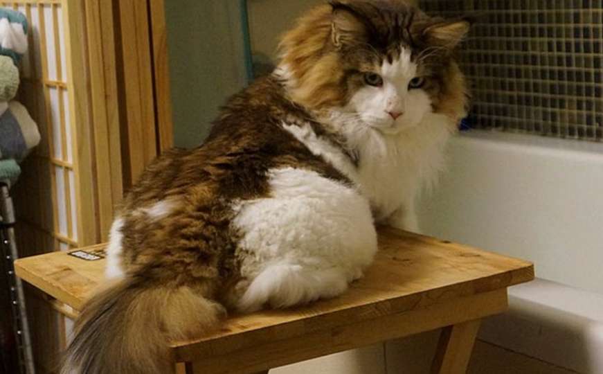 Samson je najveća mačka na svijetu i teži 13 kilograma