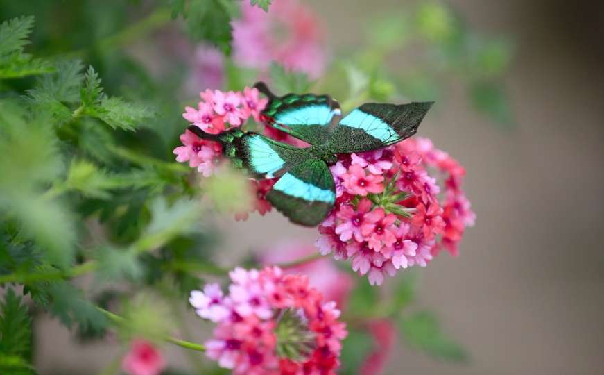 Očaravajući Park leptira na listi mjesta koja treba vidjeti