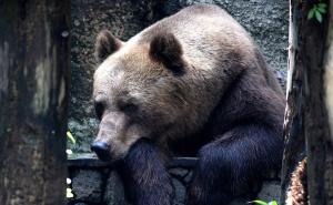 U Ljubačevu kod Banje Luke medvjed udavio ovna