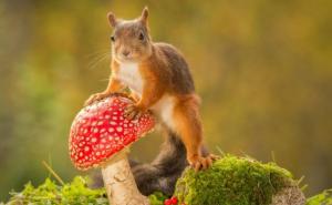 Vragolaste vjeverice kroz objektiv jednog fotografa