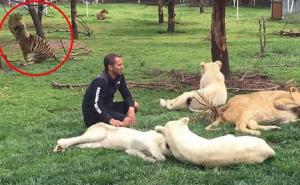 Dramatični momenat: Tigar odbranio čuvara od napada leoparda 