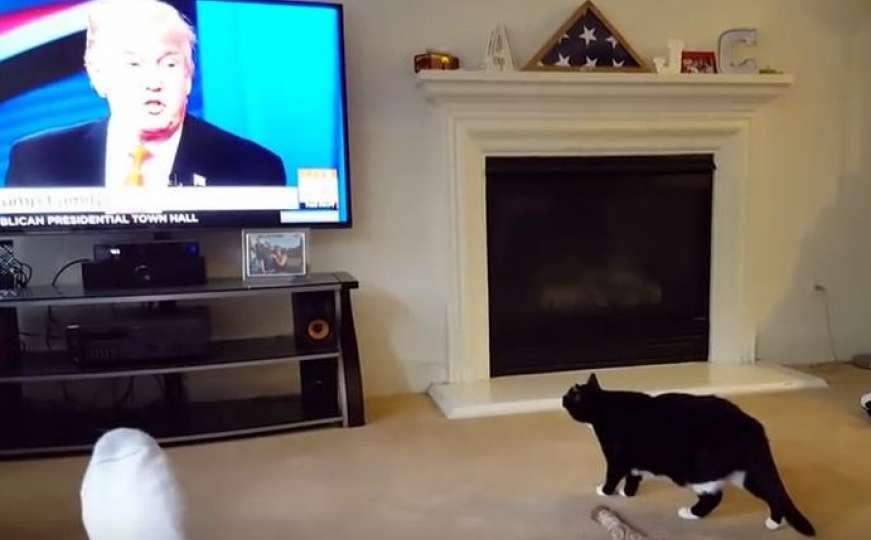 Šta se desi kad mačka ugleda Donalda Trumpa