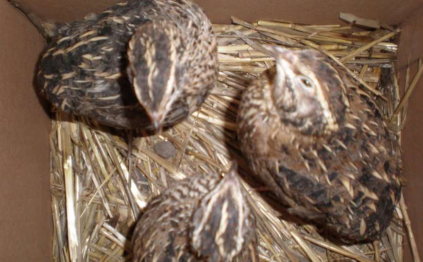 Ornitološka društva: Stop krivolovu na prepelice 