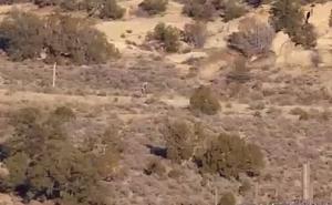 Misteriozno biće snimljeno u portugalskoj pustinji 