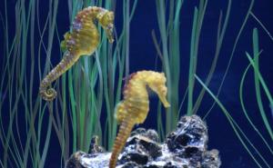  Zaplijenjeno 2.000 morskih konjića krijumčarenih putem pošte