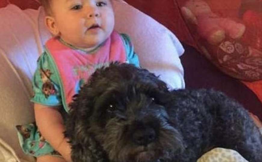 Pas Polo dao je svoj život kako bi zaštitio 8-mjesečnu bebu 