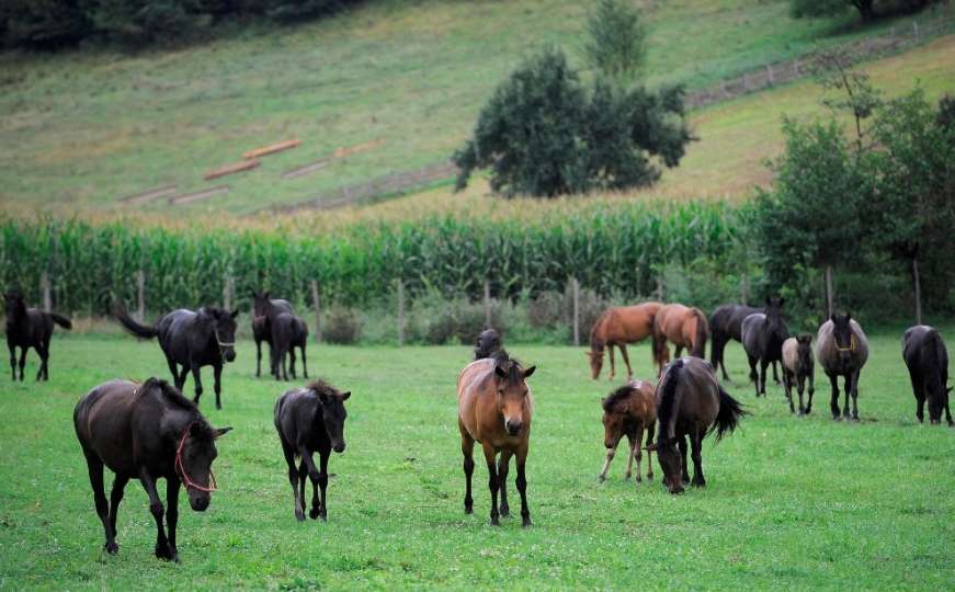 Ugrožen opstanak bosanskog brdskog konja