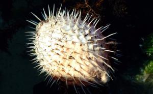 Invazija otrovnih riba u Jadranu: Meso jedne od njih paralizira i ubija...