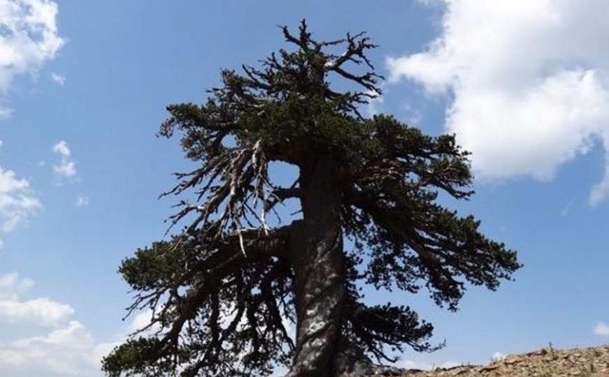Najstarije drvo na svijetu je bosanski bor Adonis