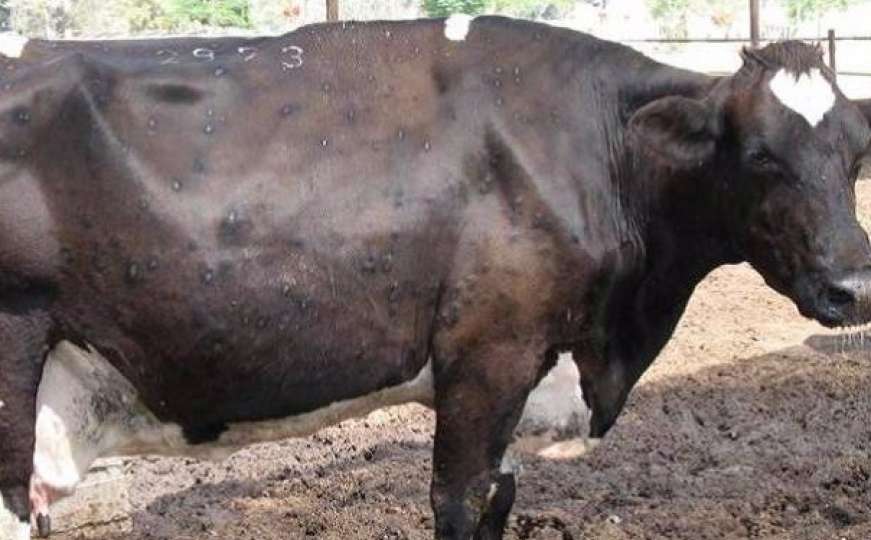 Nakon 'kvrgave kože' kod goveda: Pojavila se nova nevolja za farmere