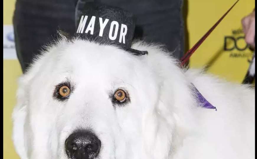 Pas po treći put postao gradonačelnik