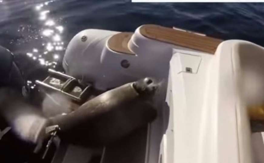 Tuljan se spasio od gladnih orka skočivši na brod 