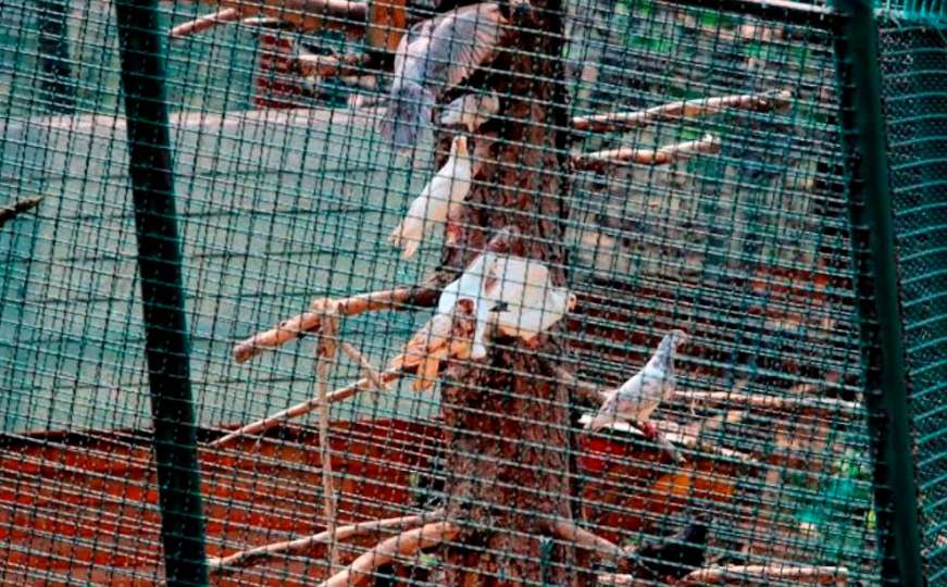 Novih deset autohtonih vrsta bosanskih golubova za 'Pionirsku dolinu'