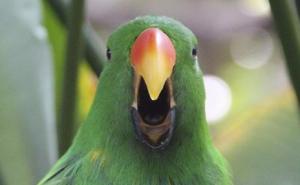 Papagaj pjeva Mozartovu operu, skoro kao pjevačica
