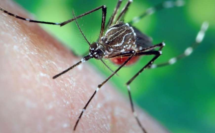 Četiri tipa ljudi kojima komarci vole piti krv 