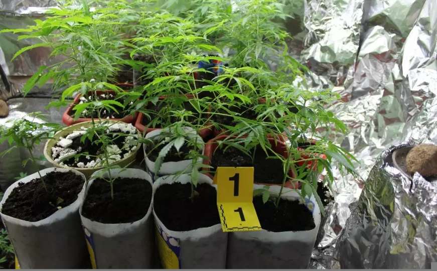Operativna akcija GPBiH: Otkrivene dvije plantaže marihuane 