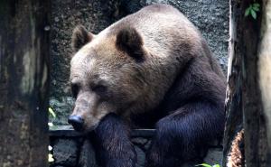 Hrvat oči u oči s medvjedom: 'Sledio sam se'